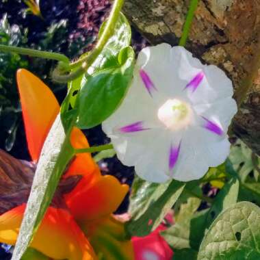 Ipomoea purpurea 'Milky Way'