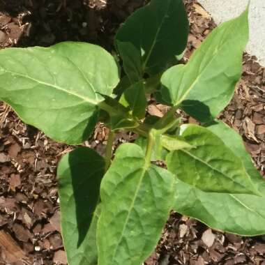 Mirabilis jalapa