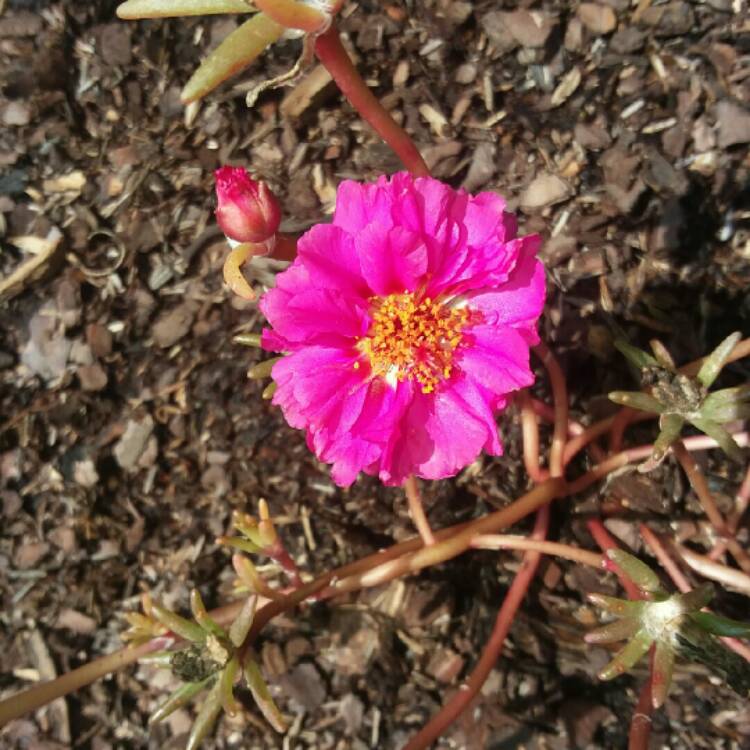 Plant image Portulaca grandiflora 'Sundial Fuchsia'