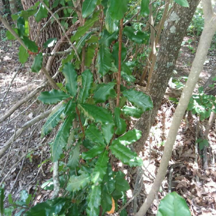 Plant image Mahonia aquifolium