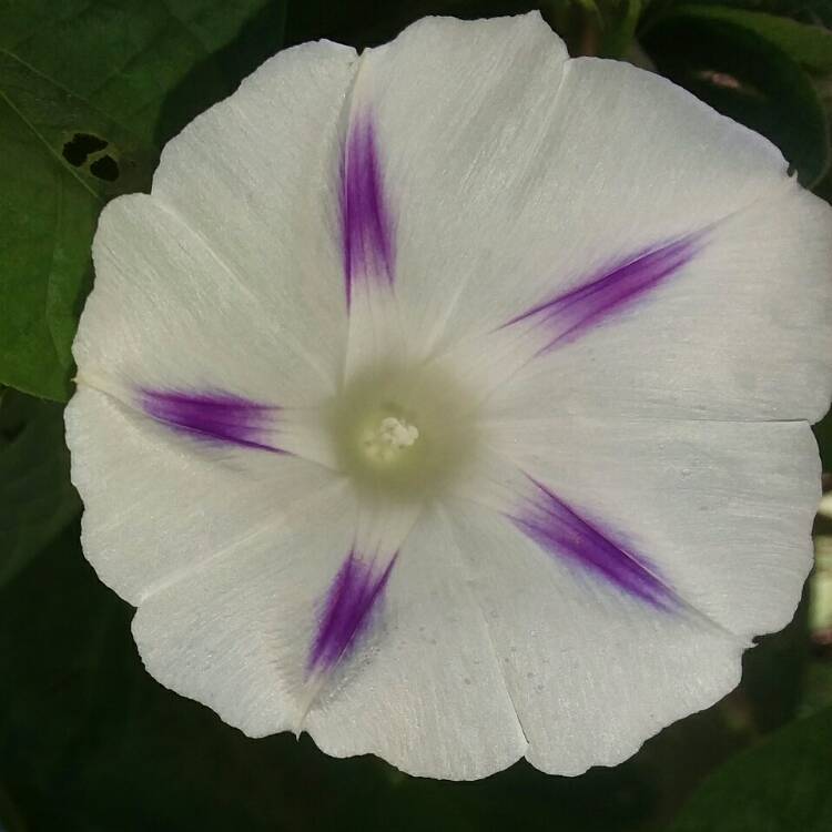 plant image 748573 plant image 748573