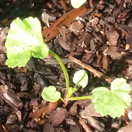 plant image 751132