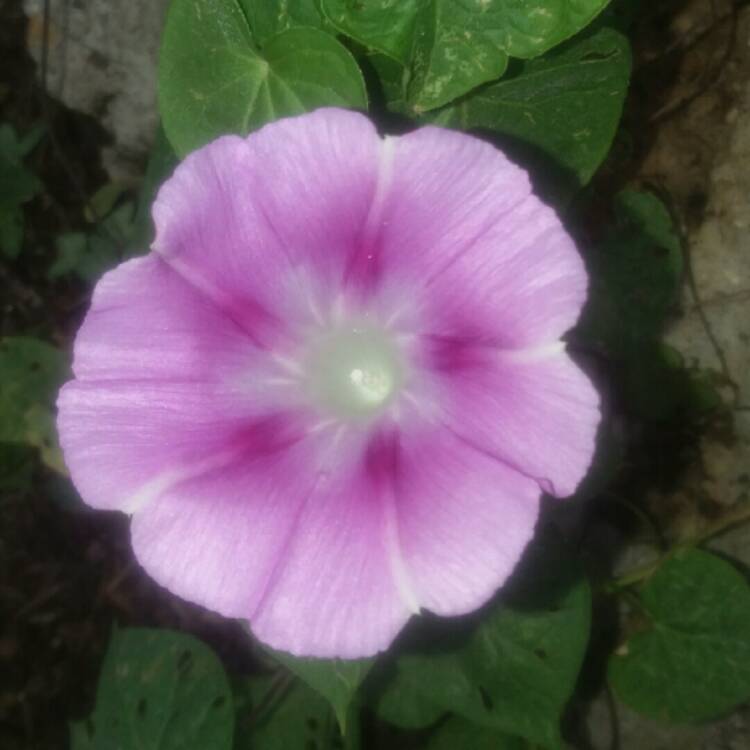 plant image 753485 plant image 753485