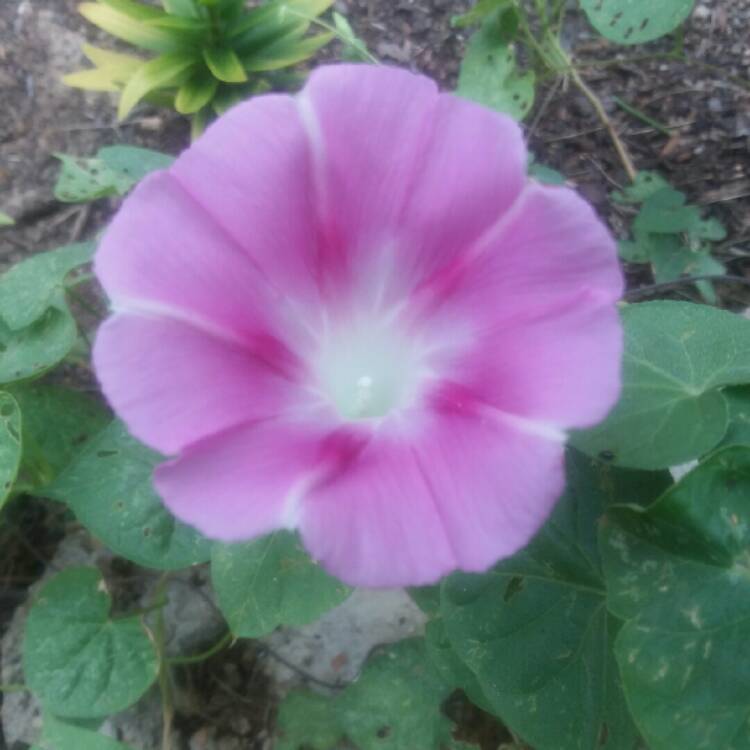 plant image 753496 plant image 753496