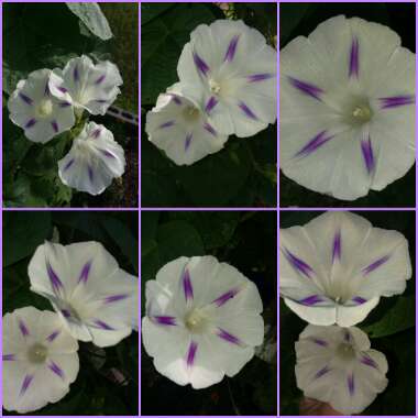Ipomoea purpurea 'Milky Way'