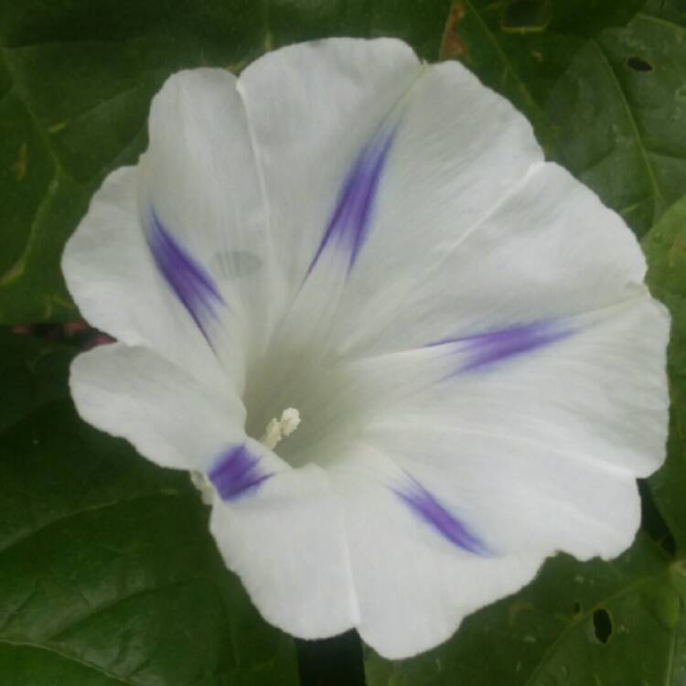 plant image 755953 plant image 755953
