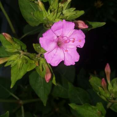 Mirabilis jalapa