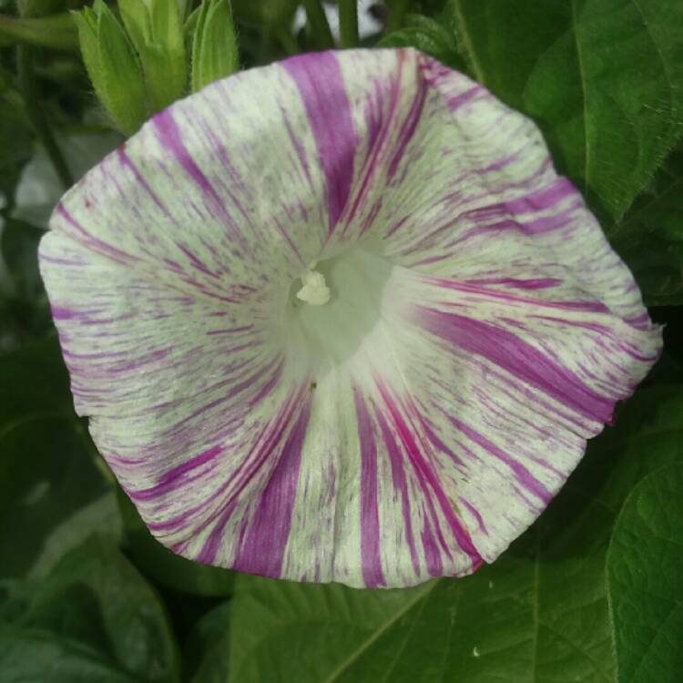 plant image 771451 plant image 771451
