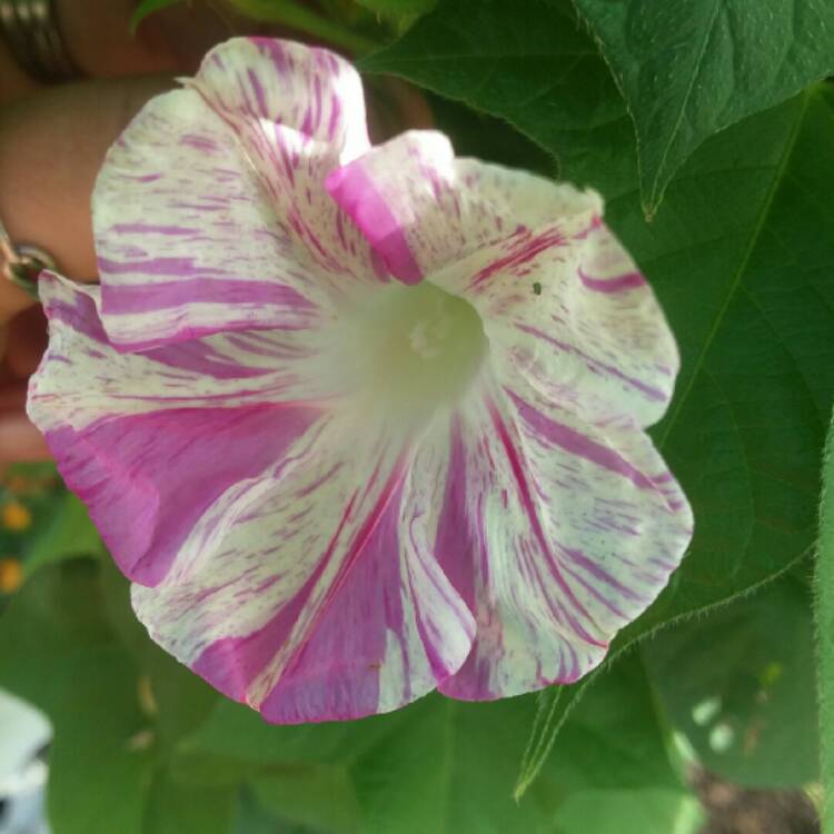 plant image 771453 plant image 771453