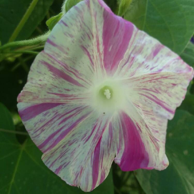 plant image 771455 plant image 771455