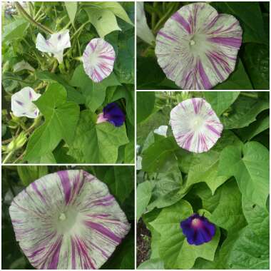 Ipomoea purpurea 'Carnival de Venezia'