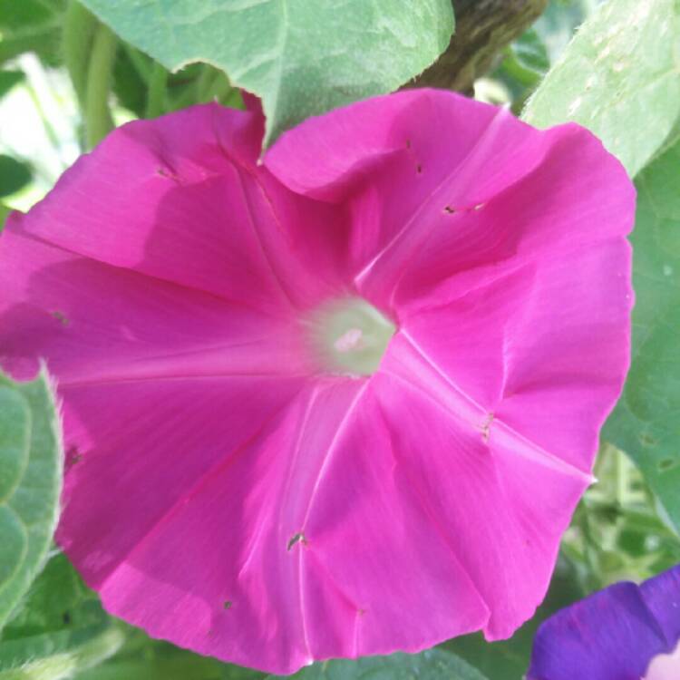 plant image 771476