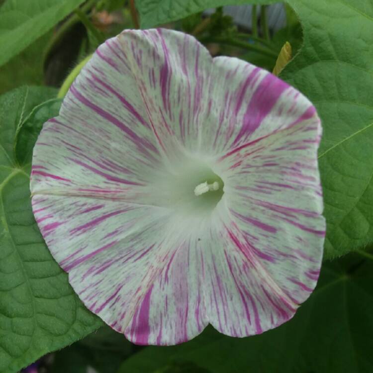 plant image 772348 plant image 772348