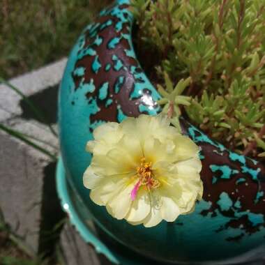 Portulaca grandiflora 'Everbloom' (Mix)