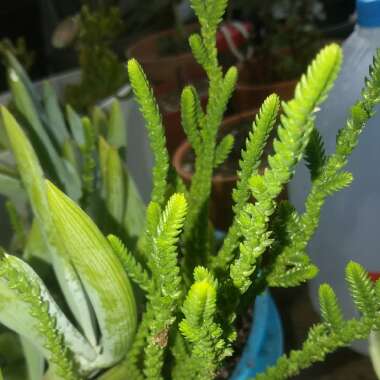 Crassula muscosa