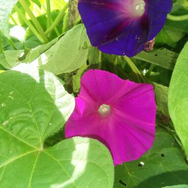 Ipomoea Nil 'Scarlett O'Hara'