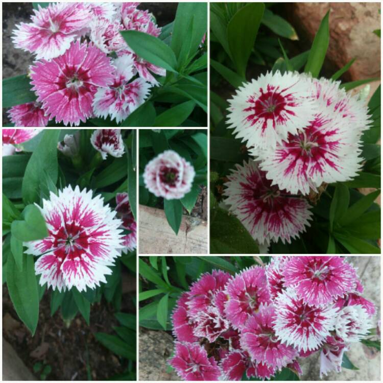 Plant image Dianthus 'Festival White Flame'
