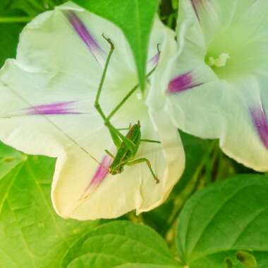 Ipomoea purpurea 'Milky Way'