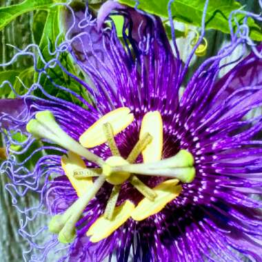 Passiflora Incarnata