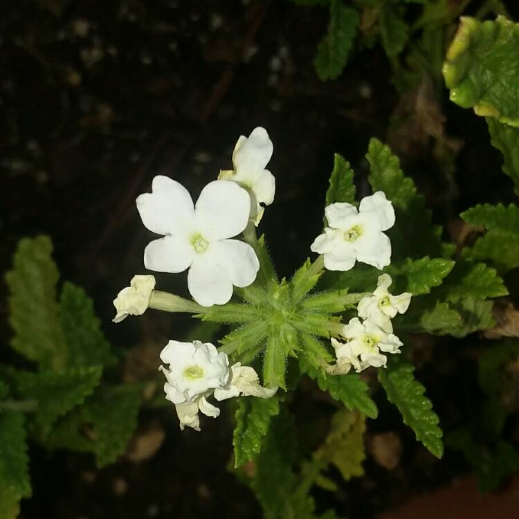 plant image 802853