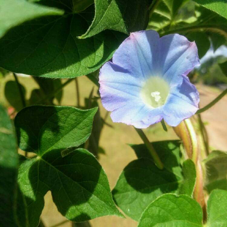 Plant image Ipomoea Hederacea