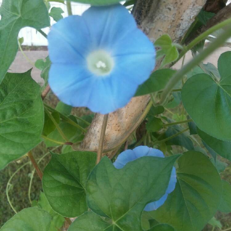 plant image 814994