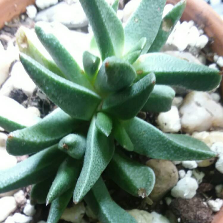 plant image 826485