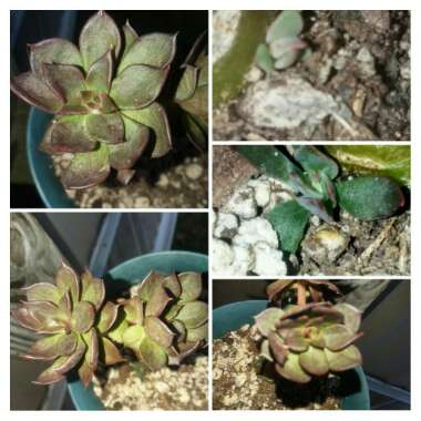 Echeveria Black Prince