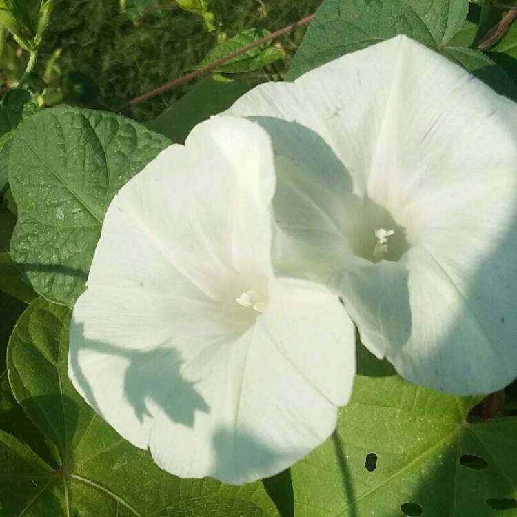 plant image 831112