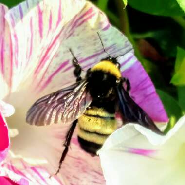 Ipomoea 'Venice Mix'