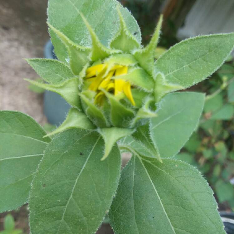plant image 834330