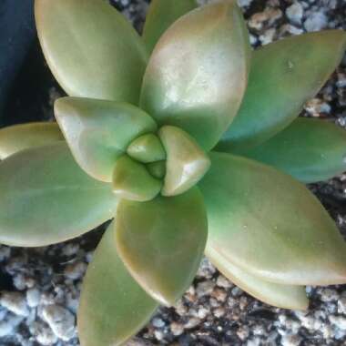 Sedum Adolphi