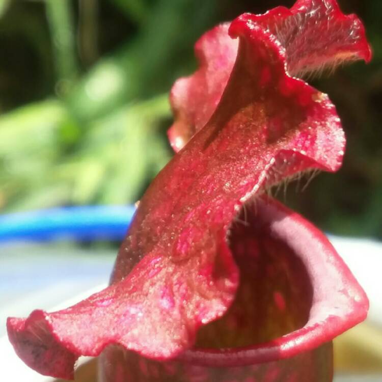 Plant image Sarracenia purpurea venosa x 'Blood Moon'