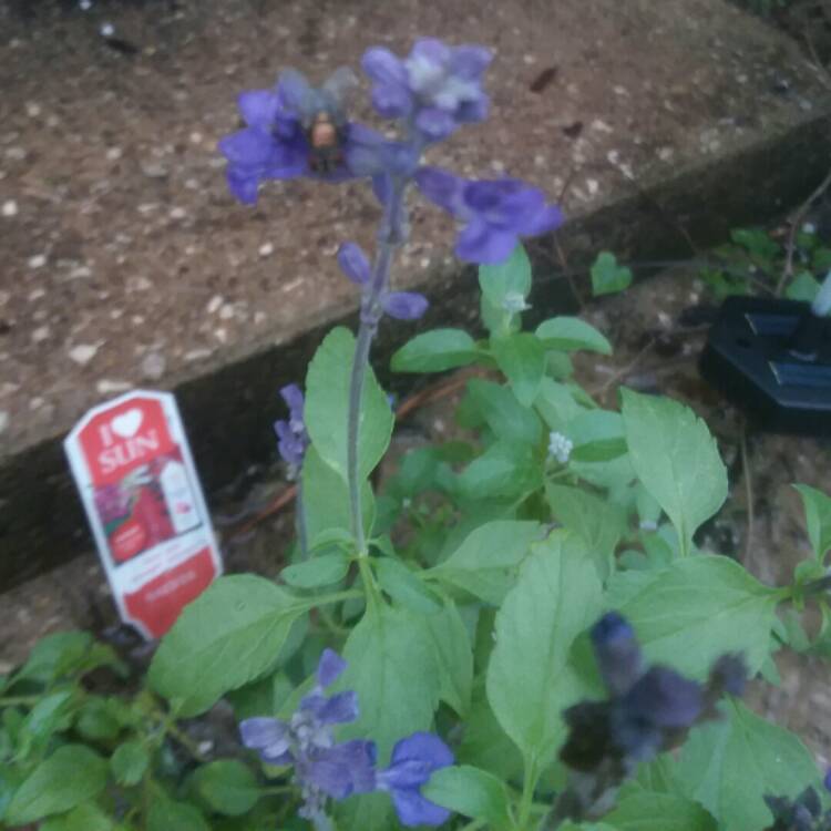 Plant image Salvia Microphylla 'Blue Note'