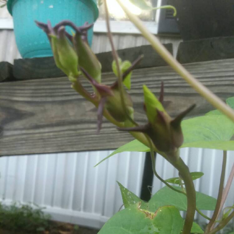 plant image 856003 plant image 856003