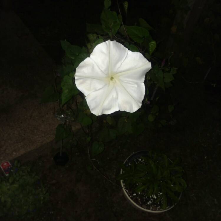 plant image 862553 plant image 862553