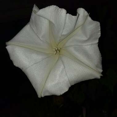Ipomoea Alba