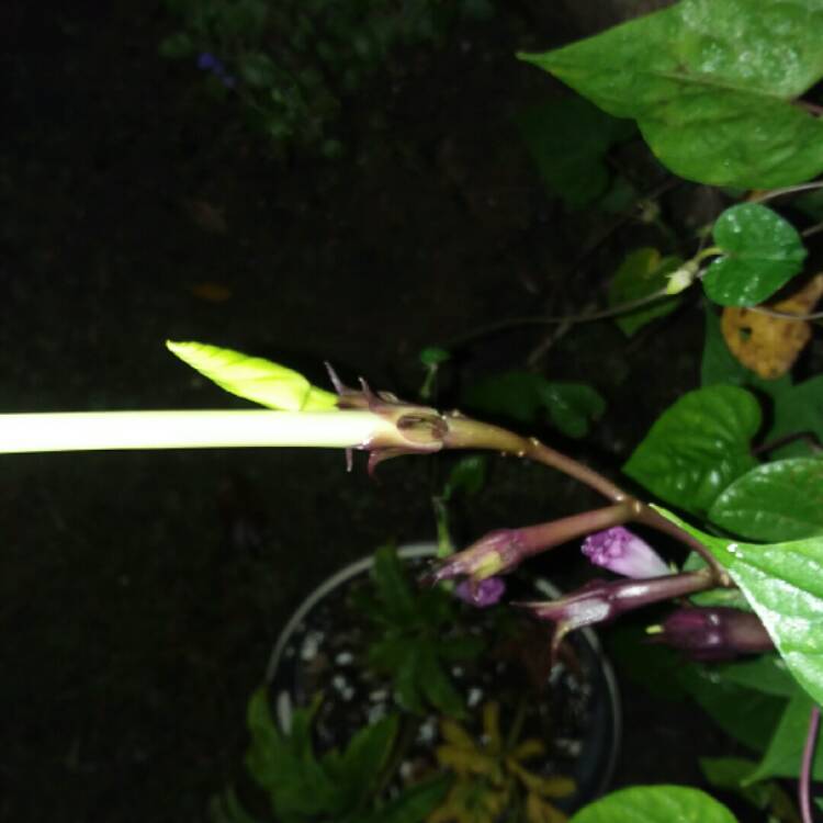 plant image 869718 plant image 869718