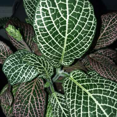 Fittonia argyroneura syn. Fittonia verschaffeltii