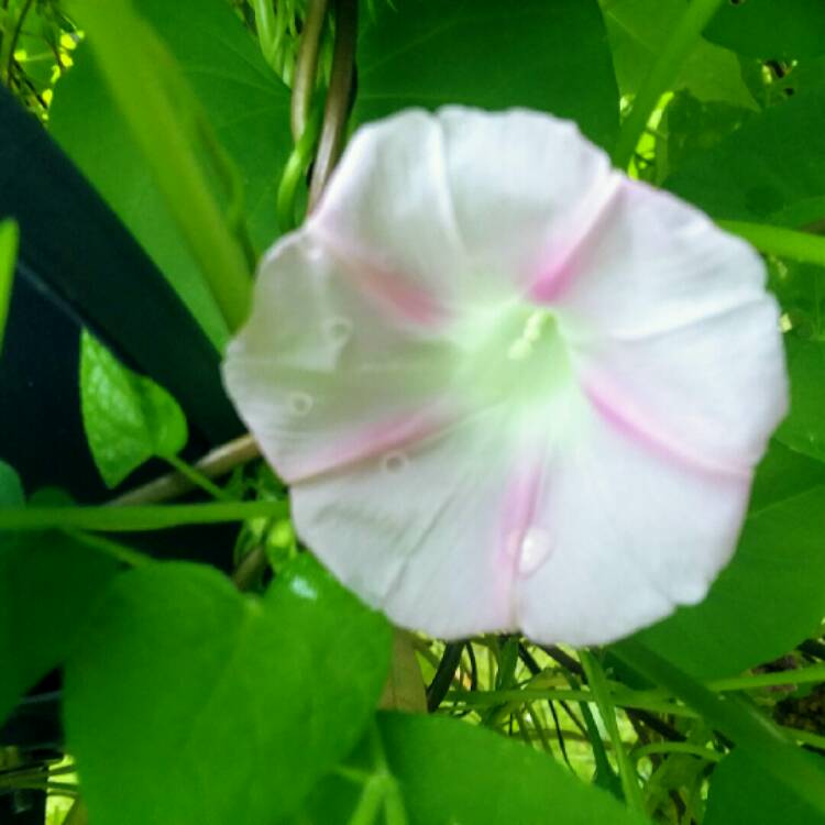 plant image 871647