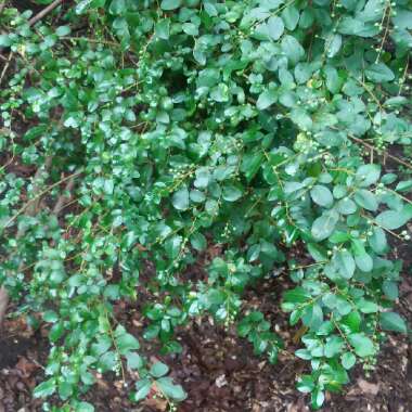 Ilex vomitoria