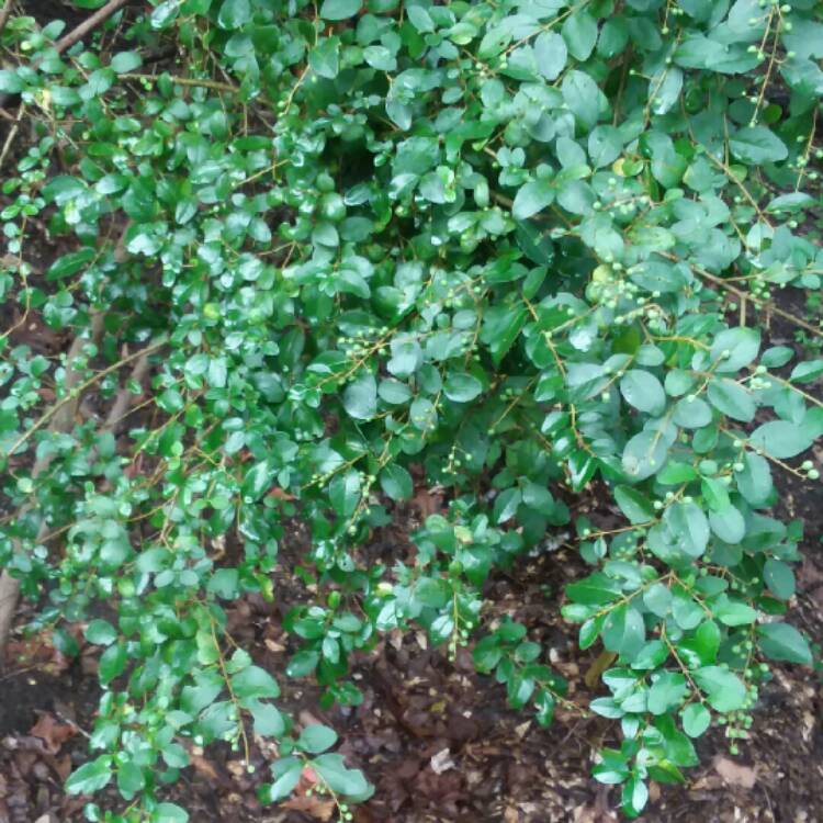 Plant image Ilex vomitoria