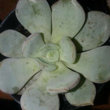 xGraptoveria A Grim One