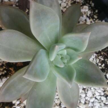 Graptopetalum Marquise de Sevigne