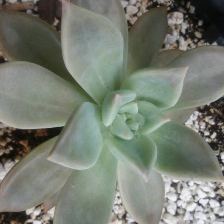 plant image 876449