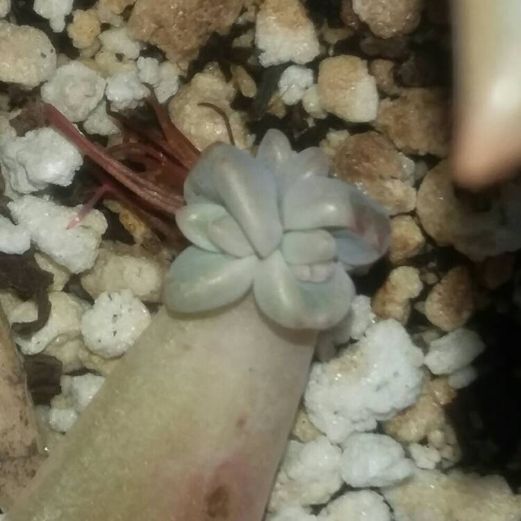 plant image 876470