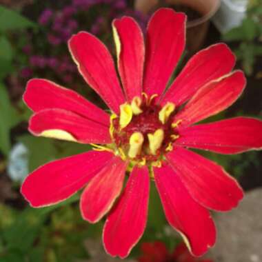 Zinnia elegans