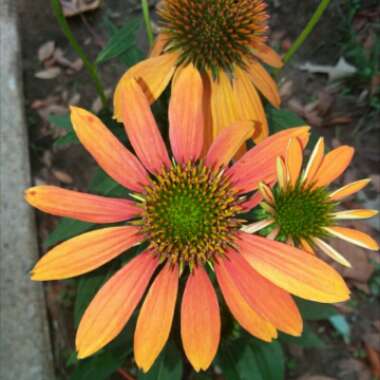 Echinacea 'Orange Skipper' (Butterfly Series)