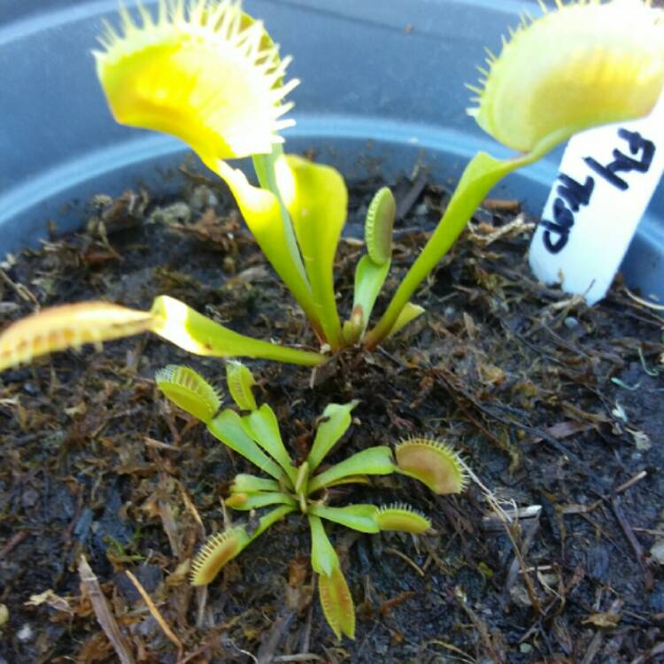 plant image 886213 plant image 886213