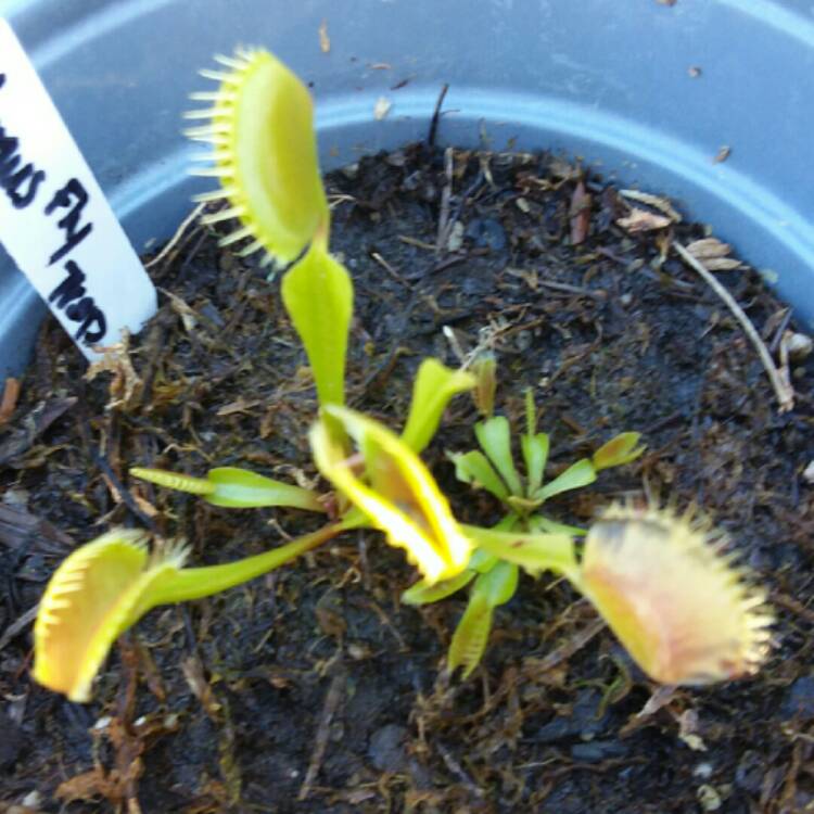 plant image 886288 plant image 886288